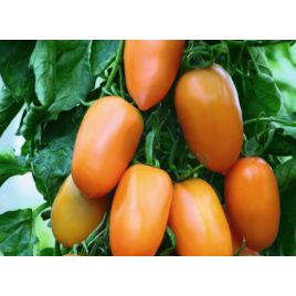 Золотой самородок семена томата индет среднего 105-110 дн сердц 200-400 гр желт (GL Seeds)