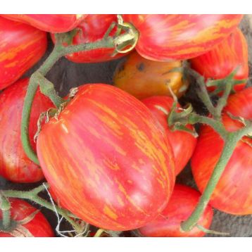 Кабанята семена томата индет среднего 110-115 дн окр 100-150 гр полосат (GL Seeds)