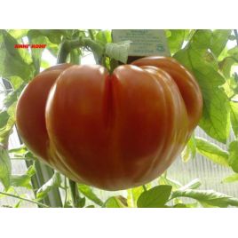 Кинг-конг семена томата индет среднего 112-117 дн сердц 600-900 гр роз (GL Seeds)