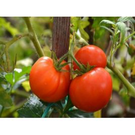 Колхозный урожайный семена томата дет среднего 100-105 дн окр 80-110 гр (GL Seeds)