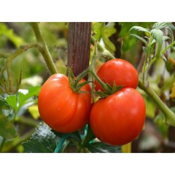 Колхозный урожайный семена томата дет среднего 100-105 дн окр 80-110 гр (GL Seeds)