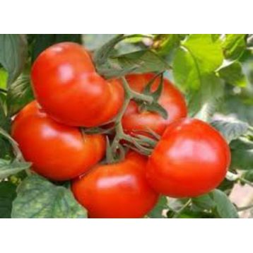 Король рынка семена томата индет раннего окр 800-1000 гр (GL Seeds)