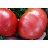 Король-гигант семена томата индет среднего 100-115 дн окр 600-800 гр (GL Seeds)