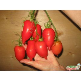 Легенда Тарасенко семена томата индет среднего 80-100 гр с носик (GL Seeds)