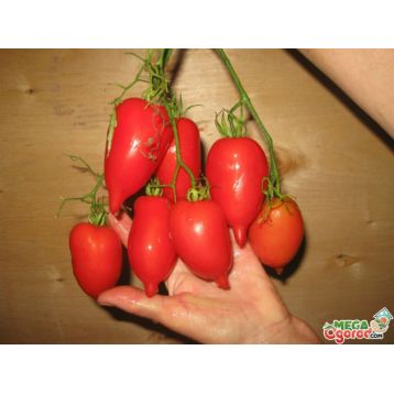 Легенда Тарасенко семена томата индет среднего 80-100 гр с носик (GL Seeds)
