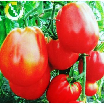 Пузата Хата семена томата индет раннего 107-115 дн ребрист 180-300 гр (GL Seeds)