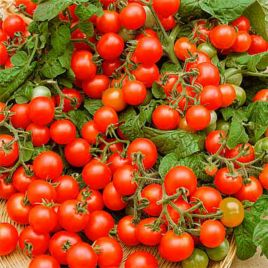 Ред Черри семена томата индет черри раннего 80-85 дн окр 20-25 гр (GL Seeds)