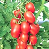 Сахарная слива семена томата полудет раннего 95-100 дн слив 100-120 гр (GL Seeds)