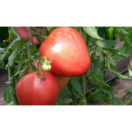 Сердце Америки семена томата индет среднего 110-115 дн сердц 500-900 гр (GL Seeds)