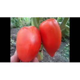 Сибирская тройка семена томата индет среднего 110-117 дн перц 120-250 гр (GL Seeds)