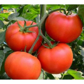 Сицилийское Блюдо семена томата индет среднего 110-115 дн окр-припл 500-800 гр (GL Seeds)