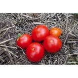 Скороспелка семена томата дет ультрараннего 87-95 дн окр 120-150 гр (GL Seeds)