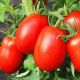 Слива-гигант семена томата индет среднего 105-110 дн слив 120-150 гр (GL Seeds)