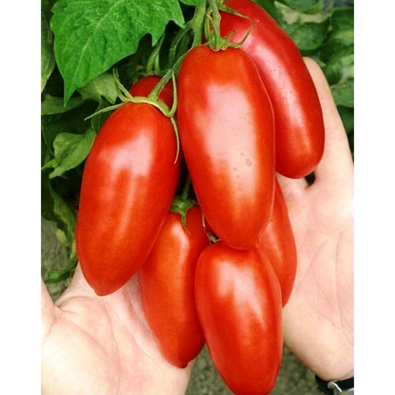 Семена томатов пальчики. Томат Эрколь f1. Томат Новатто. Томат Идальго f1.