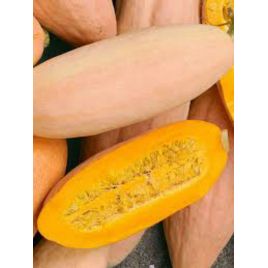 Рожевий банан насіння тикви середньої 85-100 дн цилиндр 8-10 кг роз (GL Seeds)
