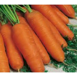 Коралл семена моркови Флакке поздней 145-150 дн. 18-21 см 100-130 гр. (GL Seeds)