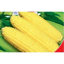 Парус F1 семена кукурузы сахарной ранней 80-100 дн 20-22 см (GL Seeds)