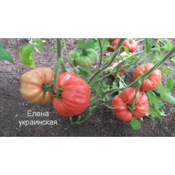 Украинская Олена семена томата индет раннего 85-105 дн окр-припл 500-700 гр роз (GL Seeds)