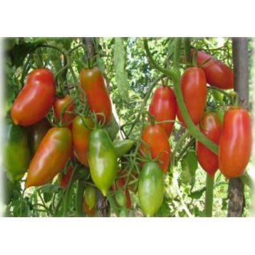 Французкий гроздевой семена томата индет среднего цилиндр 80-100 гр (GL Seeds)