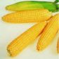 Брусница семена кукурузы Se сахарной ранней 20-25 см 12-16р (GL Seeds)