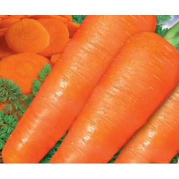 Сластена F1 семена моркови Флакке средней 75-90 дн 18-20 см 80-150 гр (GL Seeds)