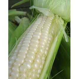 Снежная королева F1 семена кукурузы сахарной средней 70-75 дн. 18-20 см 16-18 р. белой (GL Seeds)