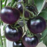 Фиолетовый семена томата индет среднего окр 180-200 гр фиолет (GL Seeds)