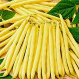 Масляный король семена фасоли спаржевой ранней желт 12-15 см куст (GL Seeds)