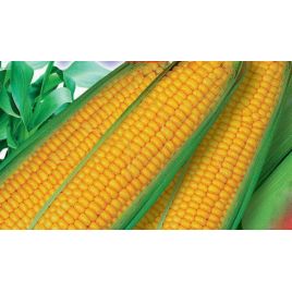 Дебют F1 семена кукурузы сахарной ранней 70-80 дн. 17-20 см (GL Seeds)