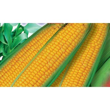 Дебют F1 семена кукурузы сахарной ранней 70-80 дн 17-20 см (GL Seeds)