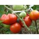 Толстый Джек семена томата дет. раннего окр. 200-300 гр. (GL Seeds)