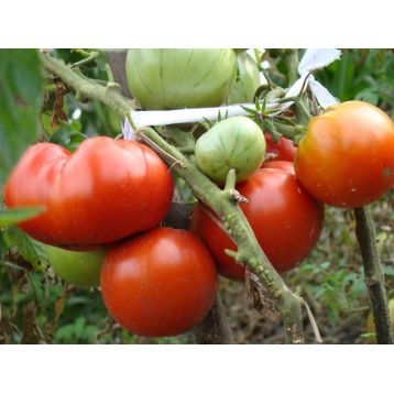 Толстый Джек семена томата дет. раннего окр. 200-300 гр. (GL Seeds)
