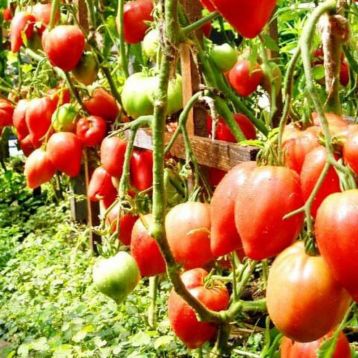 Чудо земли семена томата индет среднего окр-припл 700-1000 гр роз (GL Seeds)