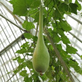 Лагенария Боттлз семена тыквы 40-60 см (GL Seeds)