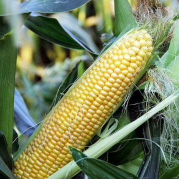 Сюрприз F1 семена кукурузы Sh2 суперсладкой средней 78-83 дн. 20-22 см 16-18 р. (GL Seeds)