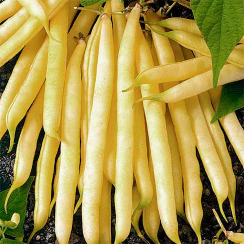 Сакса Золотая семена фасоли спаржевой - GL Seeds, купить, цена винтернет-магазине - Супермаркет Семян