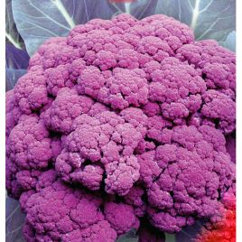 Ді Сицилія Віолетта насіння капусти цвітної середньої 105-115 дн 12-15 кг фиолет (GL Seeds)