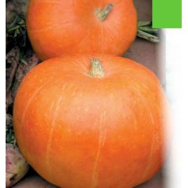 Мигдальний насіння кавуна середнього110-120 дн окр 4-5 кг (GL Seeds)