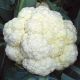 Біла красуня насіння капусти цвітної середньої 2 кг (GL Seeds)