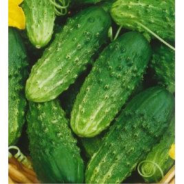 Льоша F1 (Альоша F1) насіння огірка партенокап раннього 40-45 дн 80-100гр 9-11 см (Семена Украины)