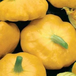 Солнышко семена патисона среднераннего 60-70 дн. 18-20 см 250-450гр. желт/оранж. (Семена Украины)