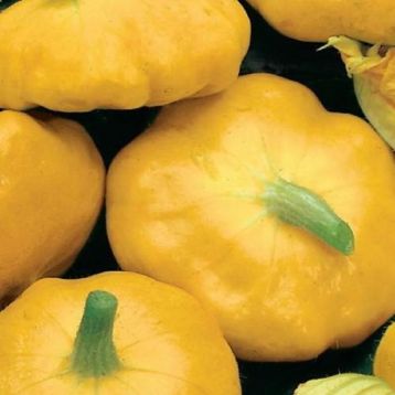 Сонечко насіння патисона середньораннього 60-70 дн. 18-20 см 250-450гр. жовт/помаранч. (Семена Украины)