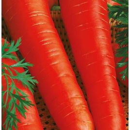 Лосиноостровська насіння моркви (Яскрава)