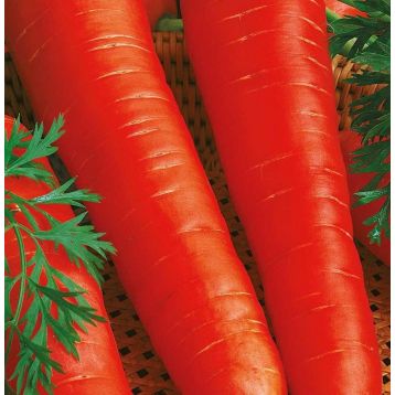 Лосиноостровская семена моркови (Яскрава)