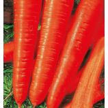 Королева осені насіння моркви Флакке пізньої 120-140 дн. 220гр. (Семена Украины)