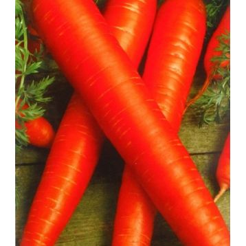 Трофи семена моркови сотротип Берликум поздн. 150-160 дн. (Семена Украины)