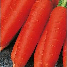 Красавка насіння моркви Шантане ранньої 70-85 дн. 100-150 гр. (Семена Украины)