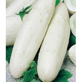 Белый ангел F1 семена огурца партенокарп. среднераннего 50-55 дн. 18-20 см (Семена Украины)
