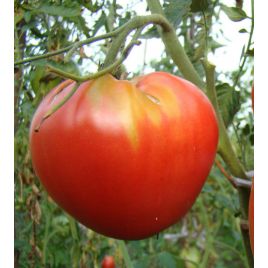 Гулливер семена томата индет среднего окр 400-600 гр (GL Seeds)