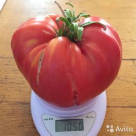 Севрюга насіння томату полудет серц до 800-1000 гр роз (GL Seeds)